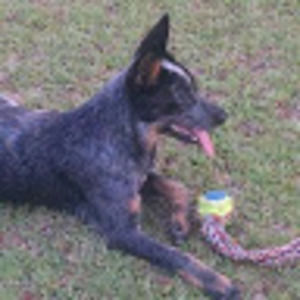 Meet your Posher, Owen